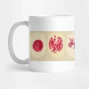 Plant cell mitosis, light micrograph (C022/5107) Mug